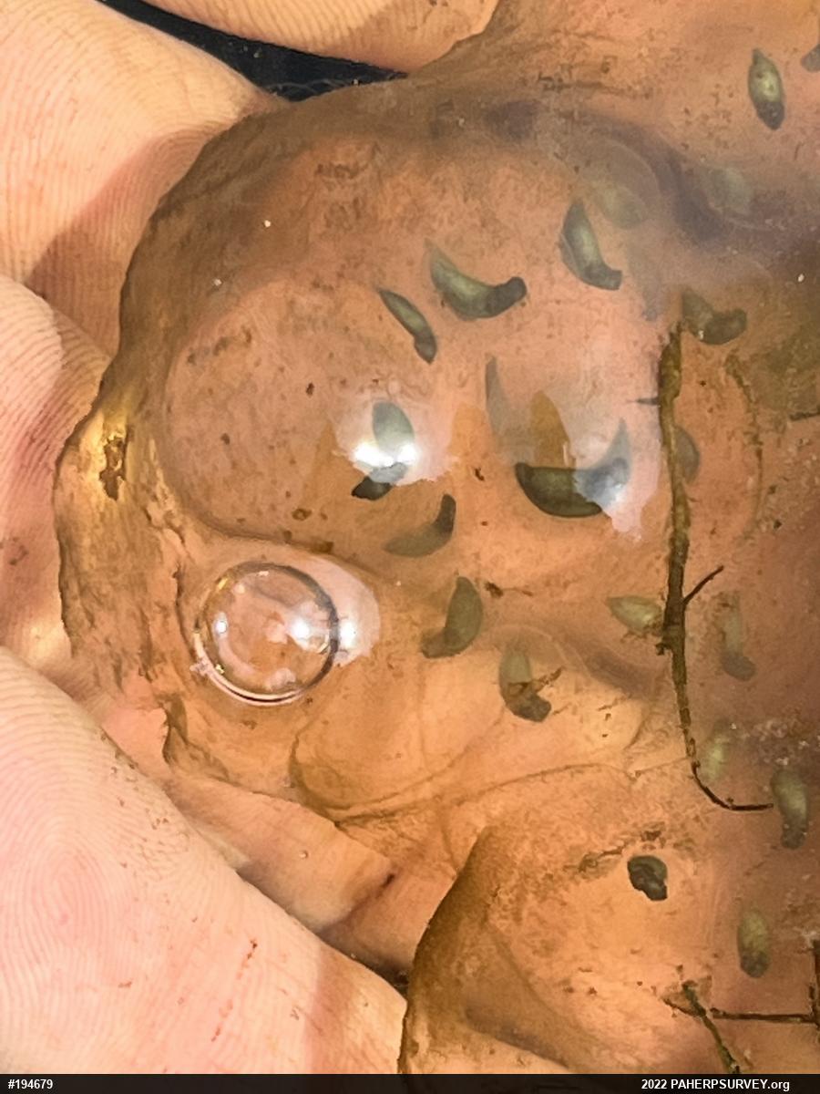 Spotted Salamander