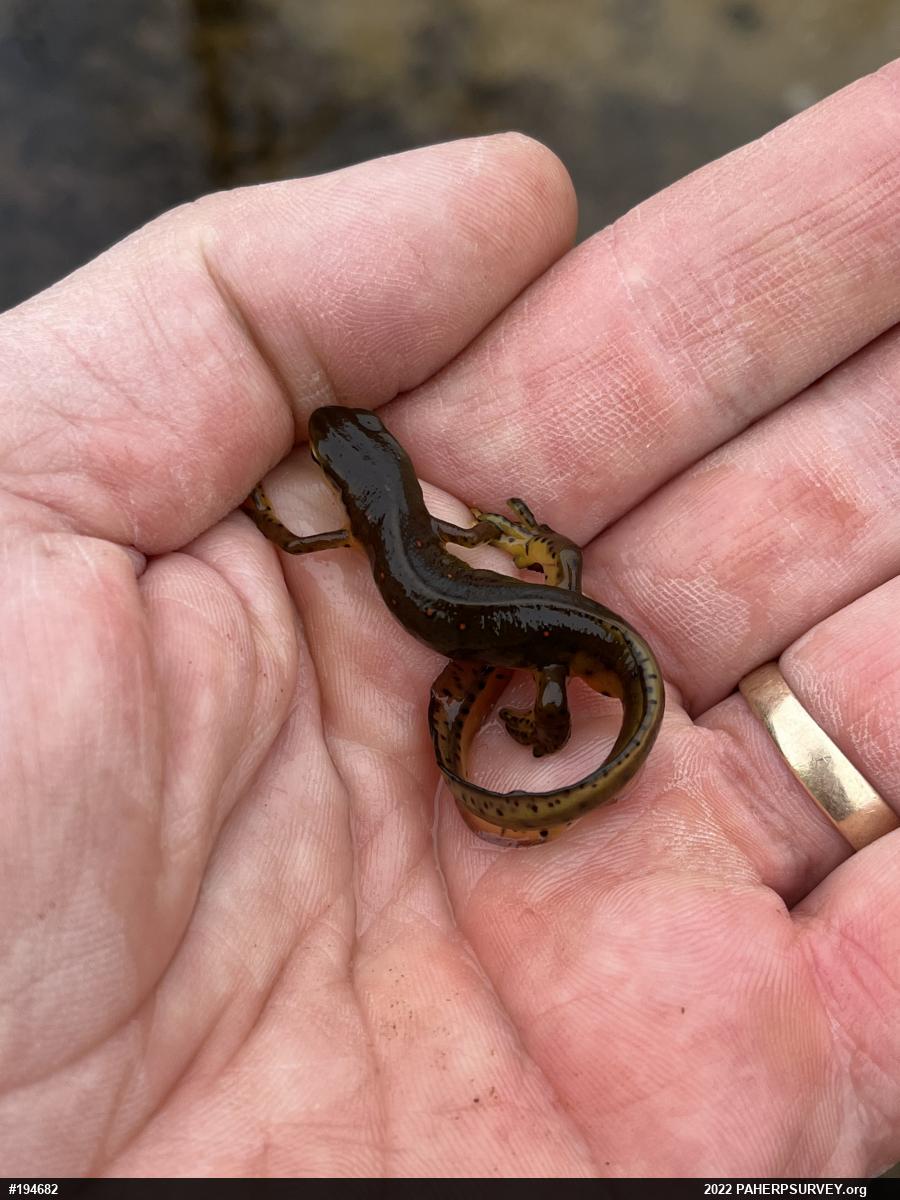 Red-spotted Newt