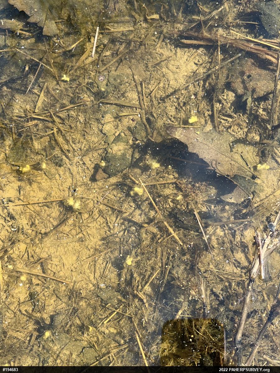 Mole Salamanders