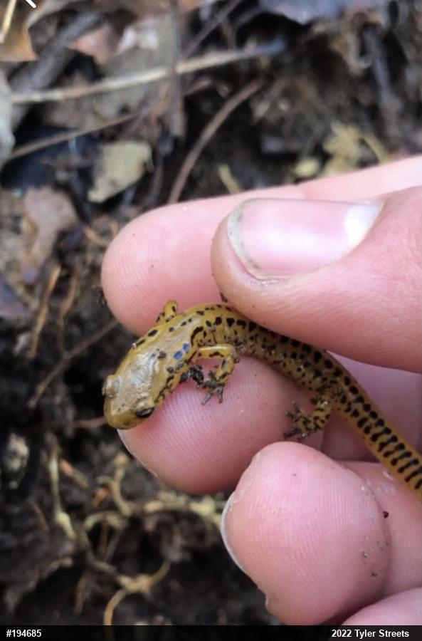 Eastern Long-tailed Salamander
