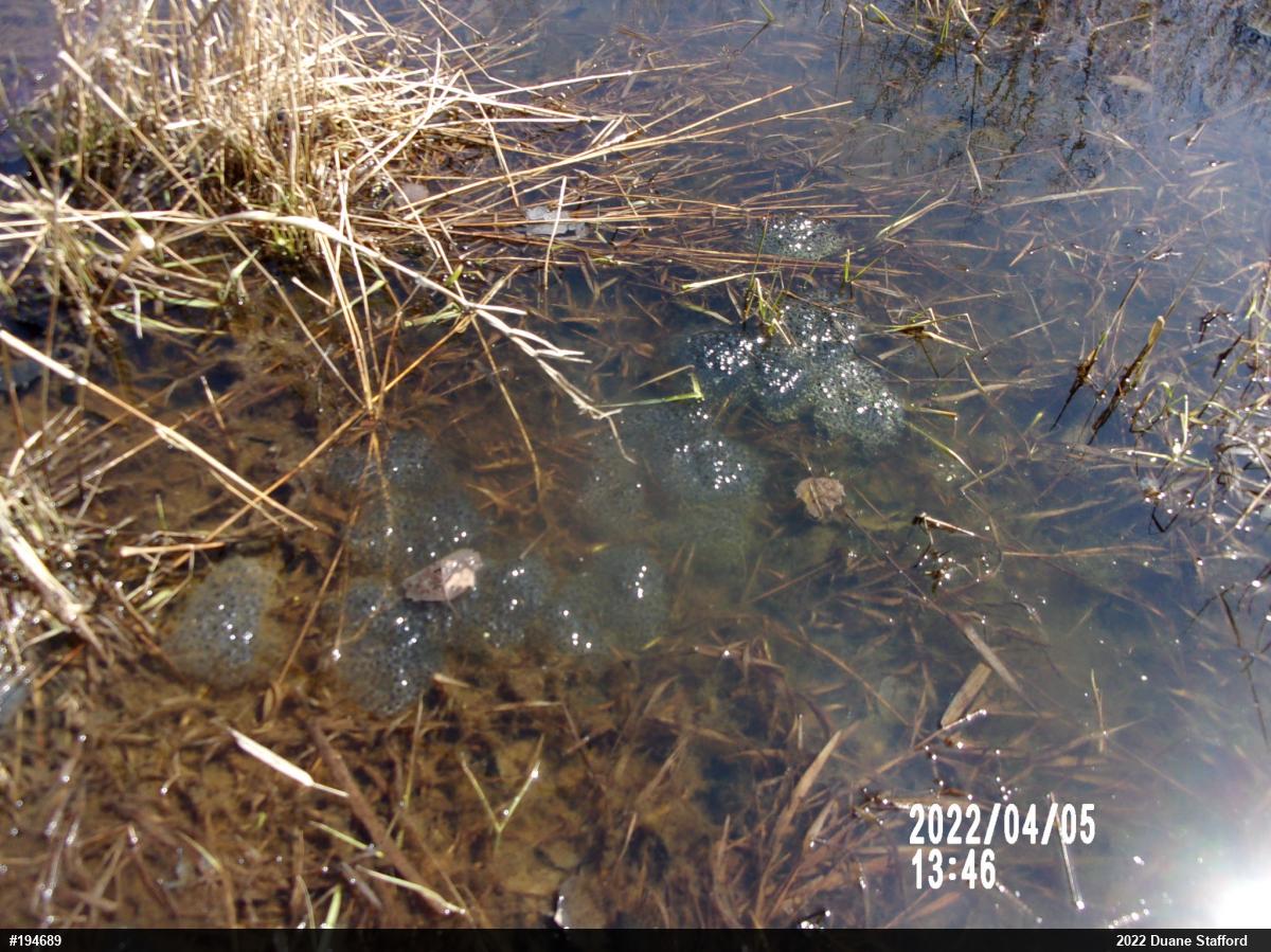 Wood Frog