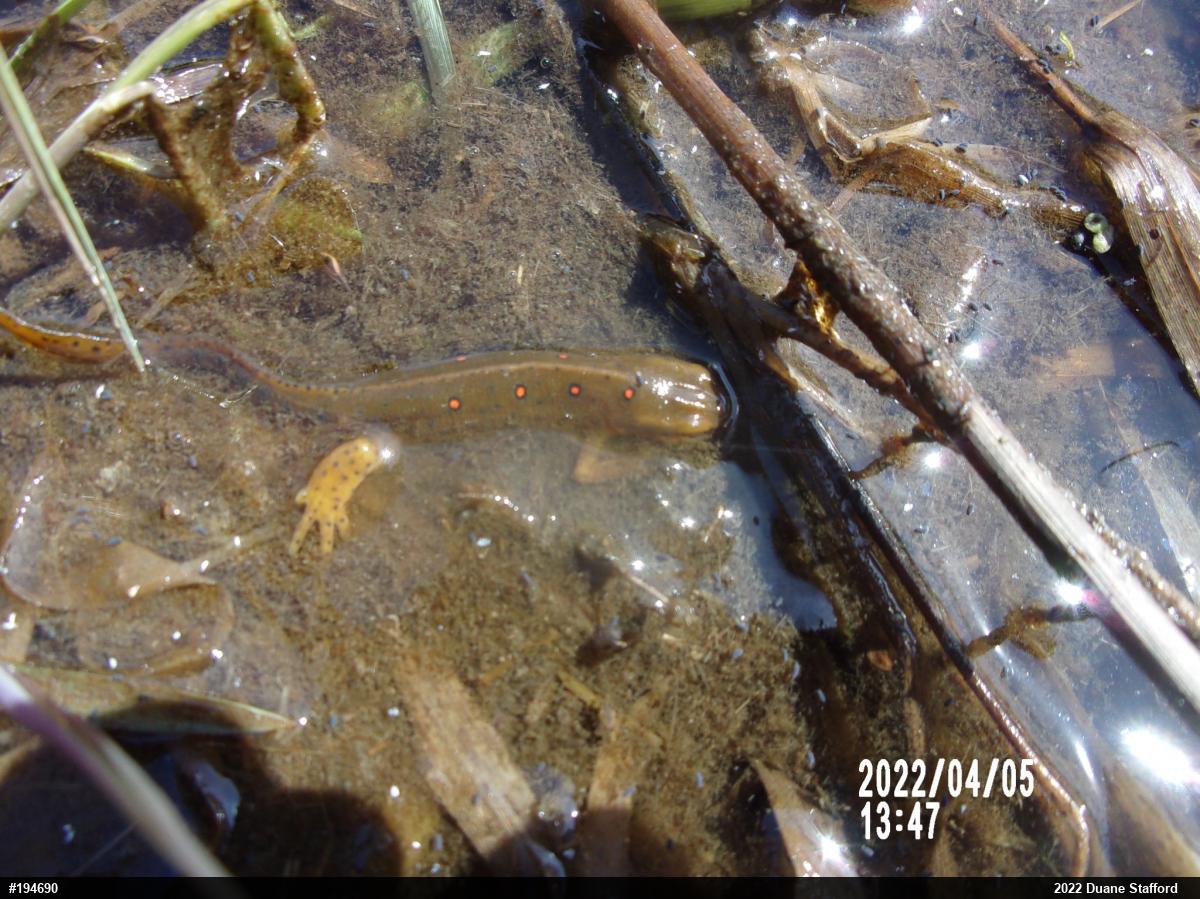 Red-spotted Newt
