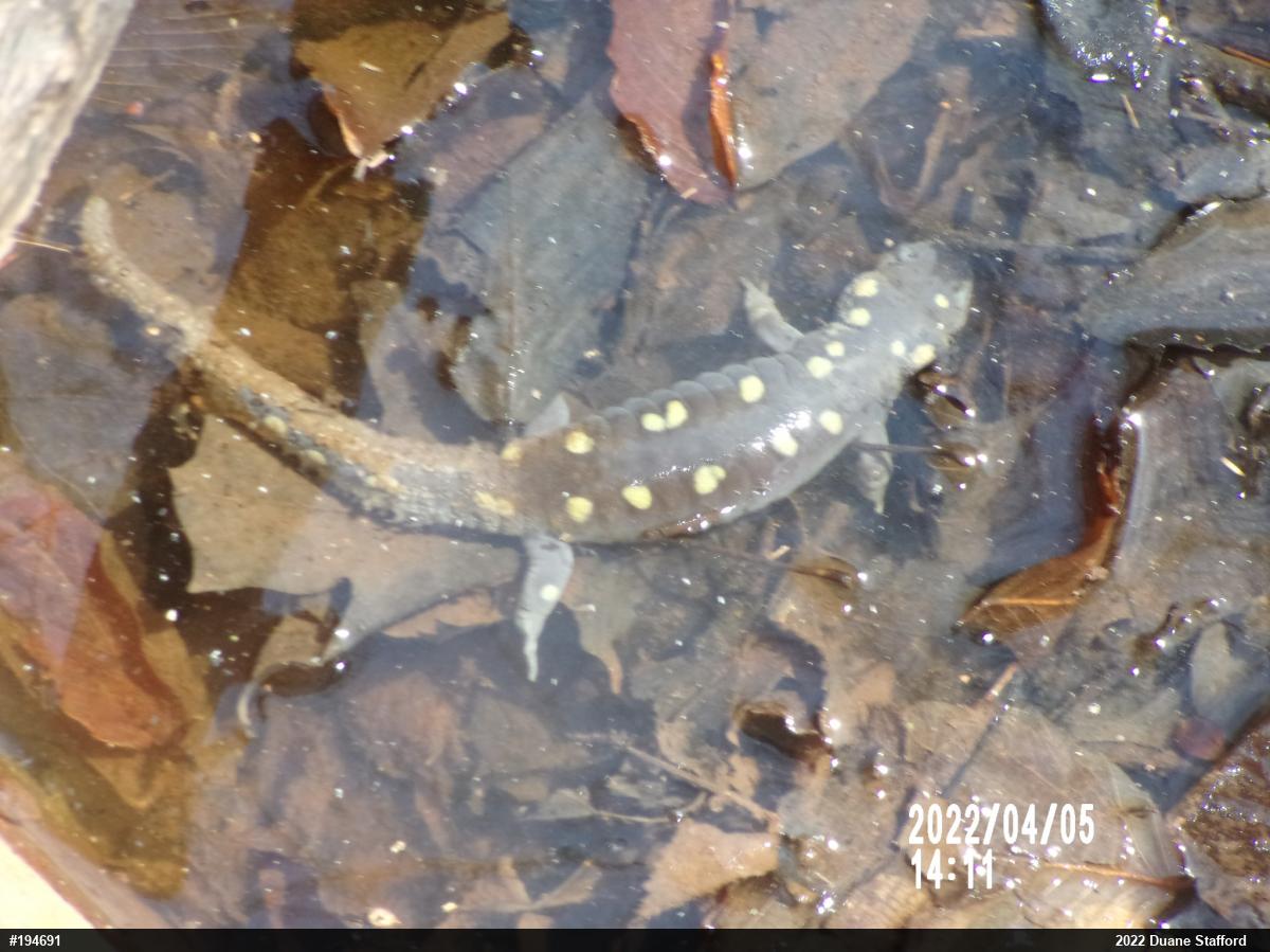 Spotted Salamander