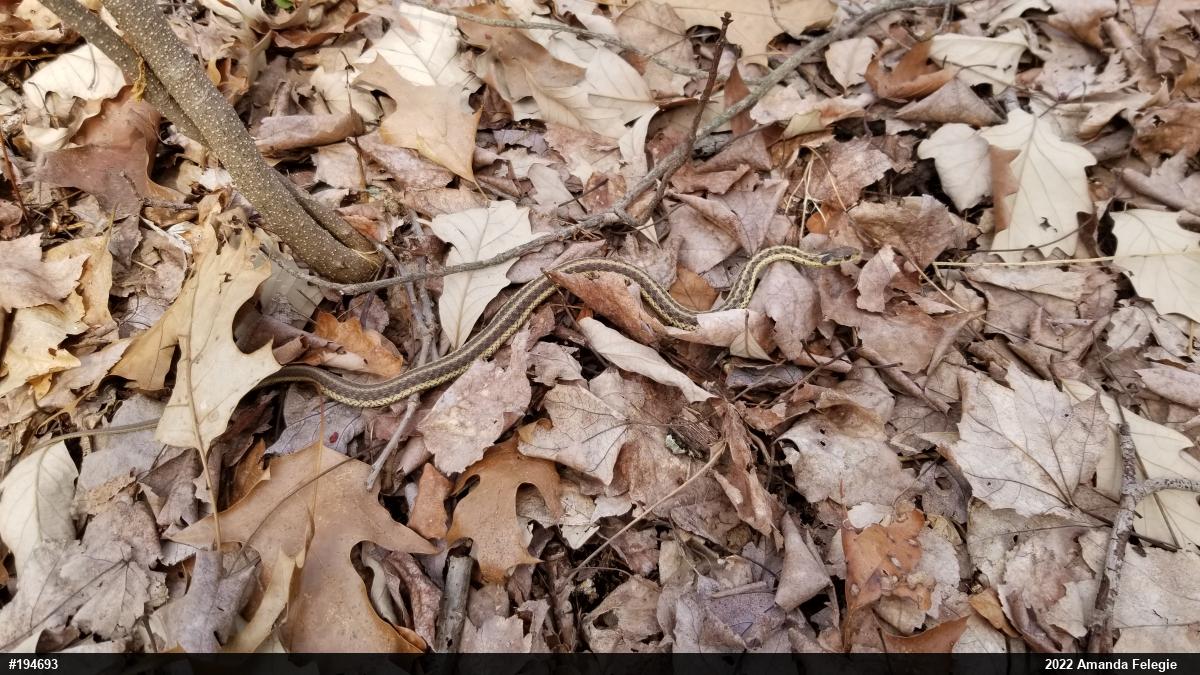Eastern Gartersnake