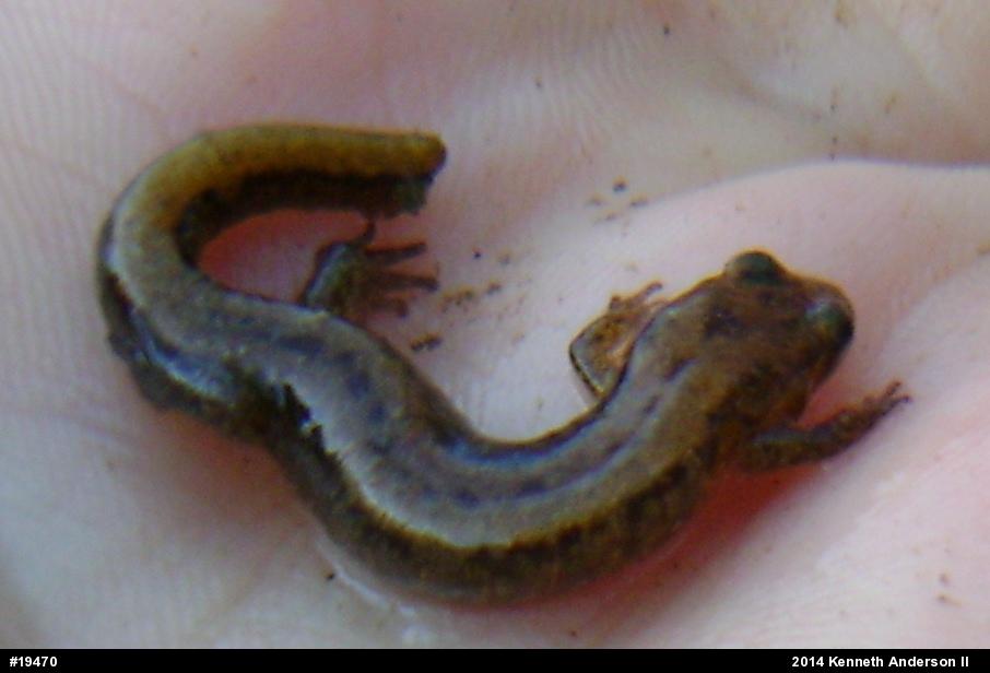 Allegheny Mountain Dusky Salamander
