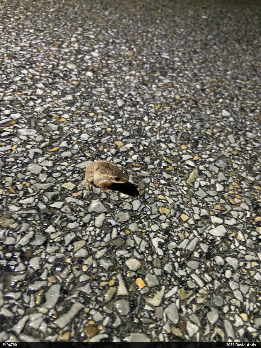 Spring Peeper