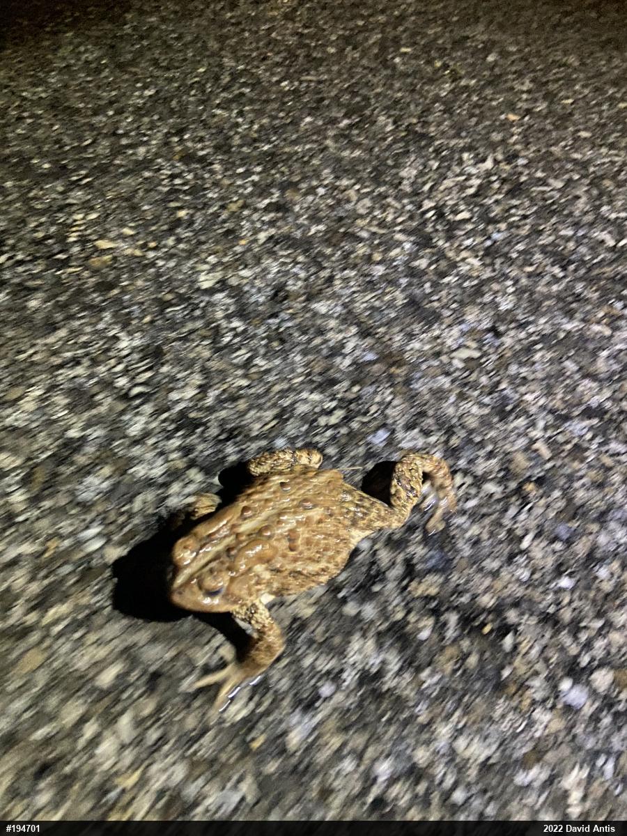 Eastern American Toad
