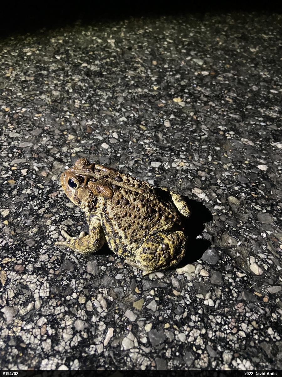 Eastern American Toad