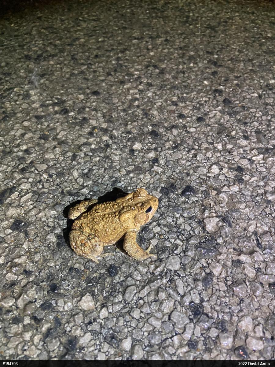 Eastern American Toad