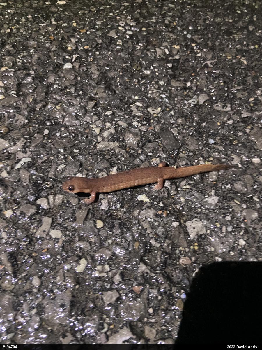 Northern Spring Salamander