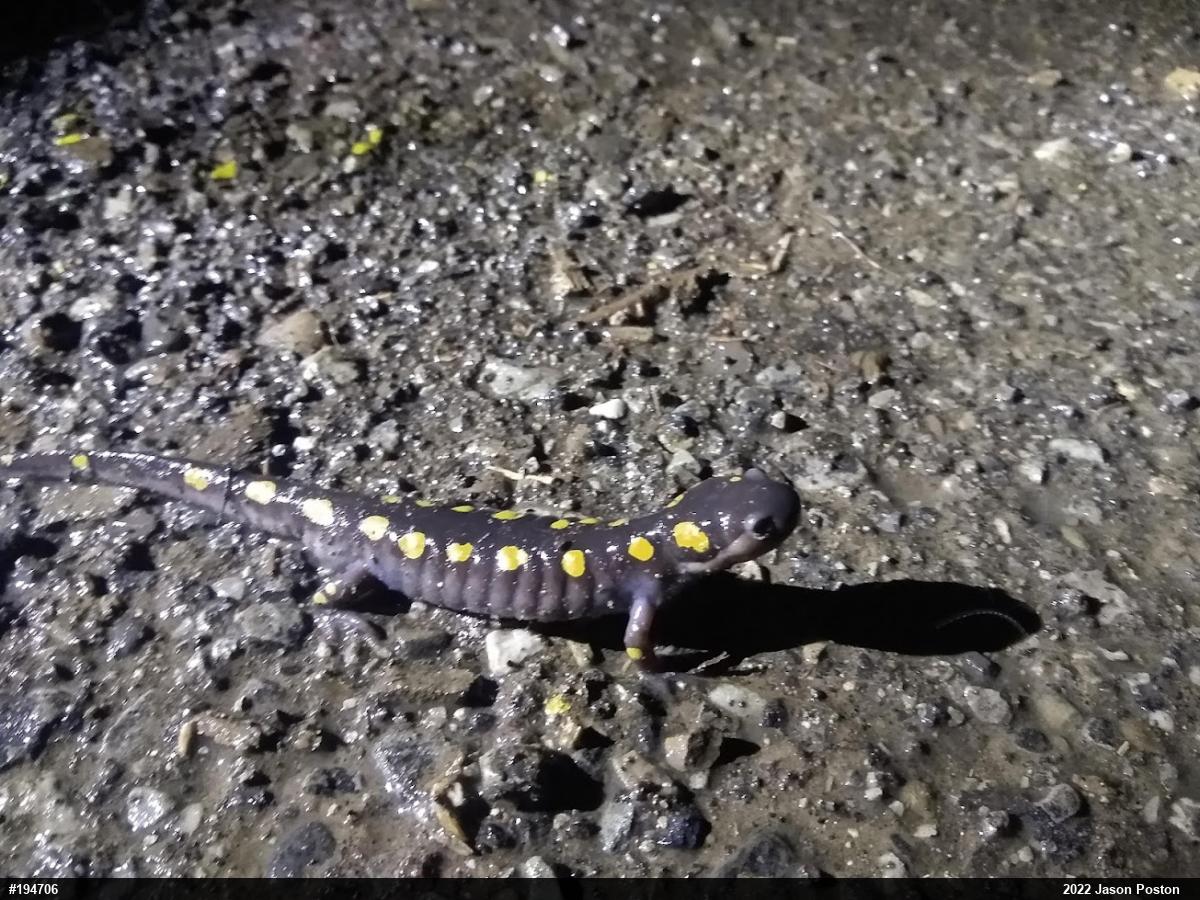 Spotted Salamander