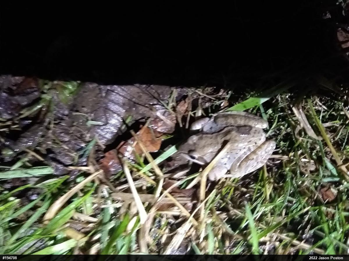 Wood Frog