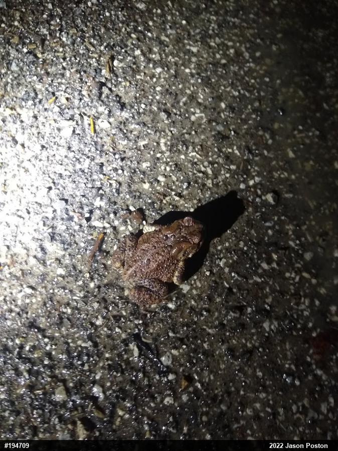 Eastern American Toad