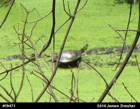 Painted Turtle