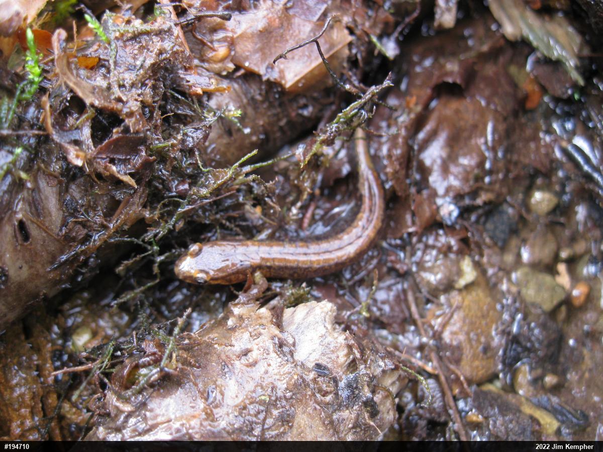 Allegheny Mountain Dusky Salamander