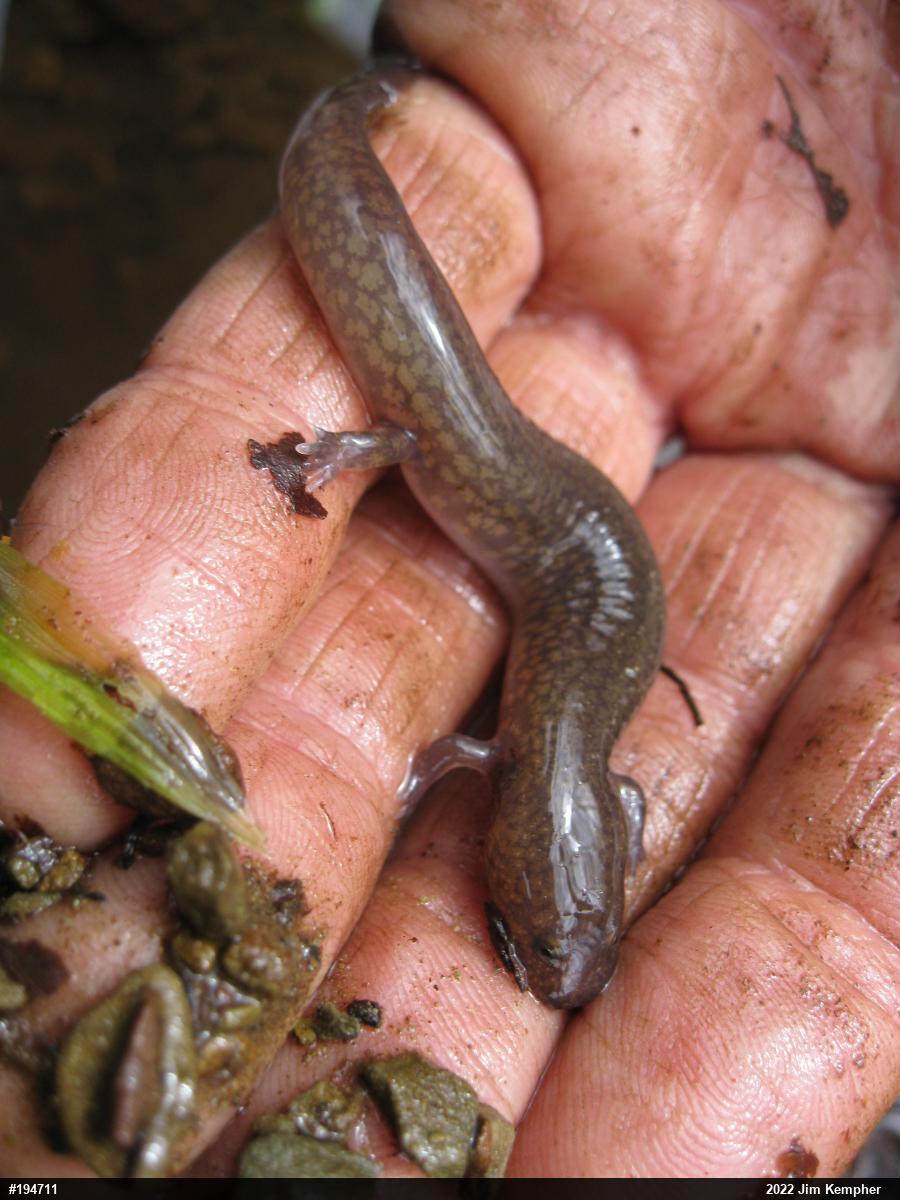 Northern Spring Salamander