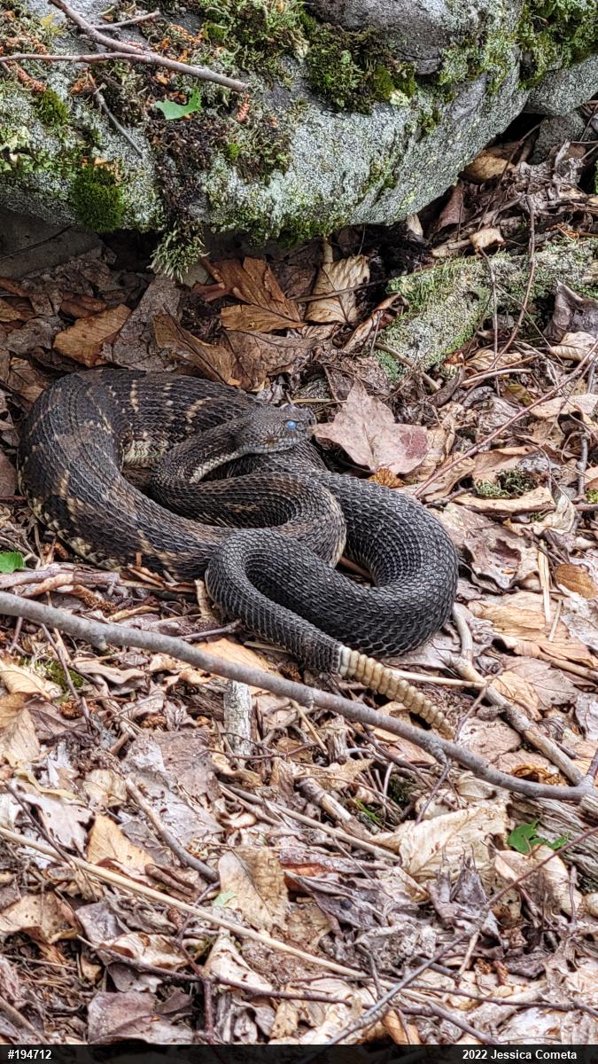Timber Rattlesnake