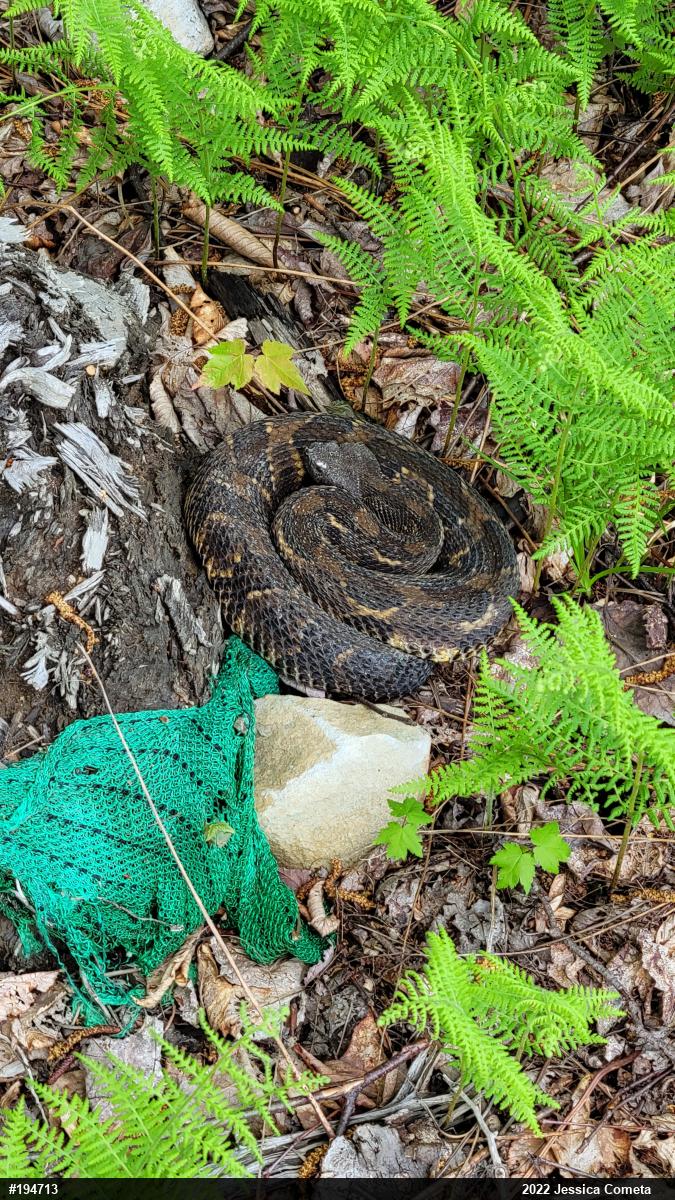 Timber Rattlesnake