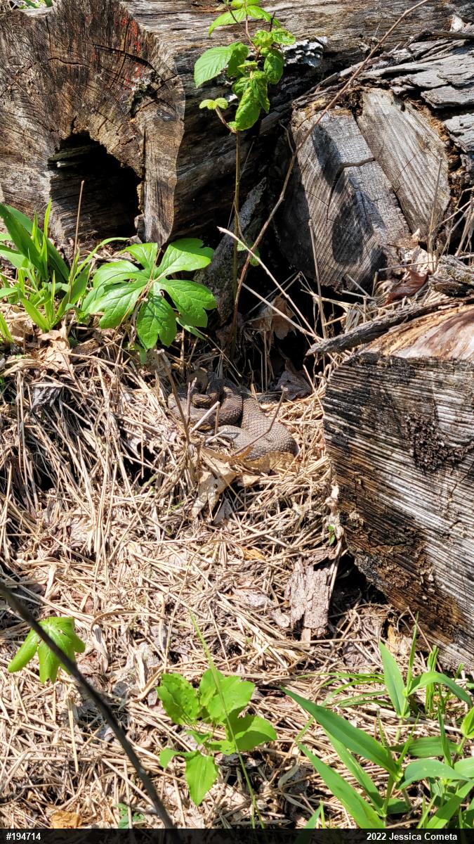 Timber Rattlesnake
