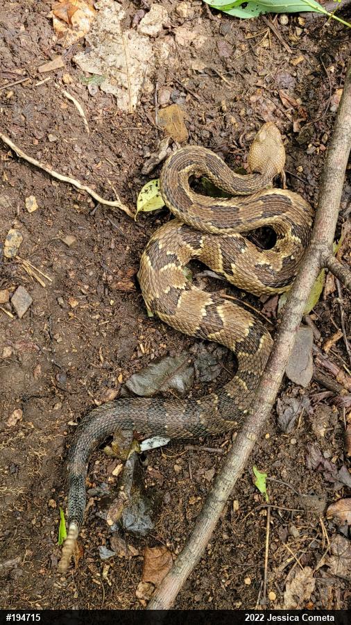 Timber Rattlesnake