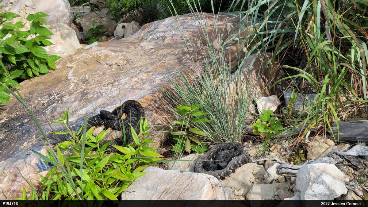 Timber Rattlesnake