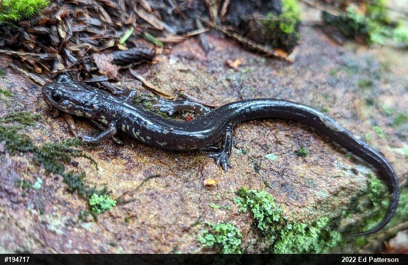 Wehrle's Salamander