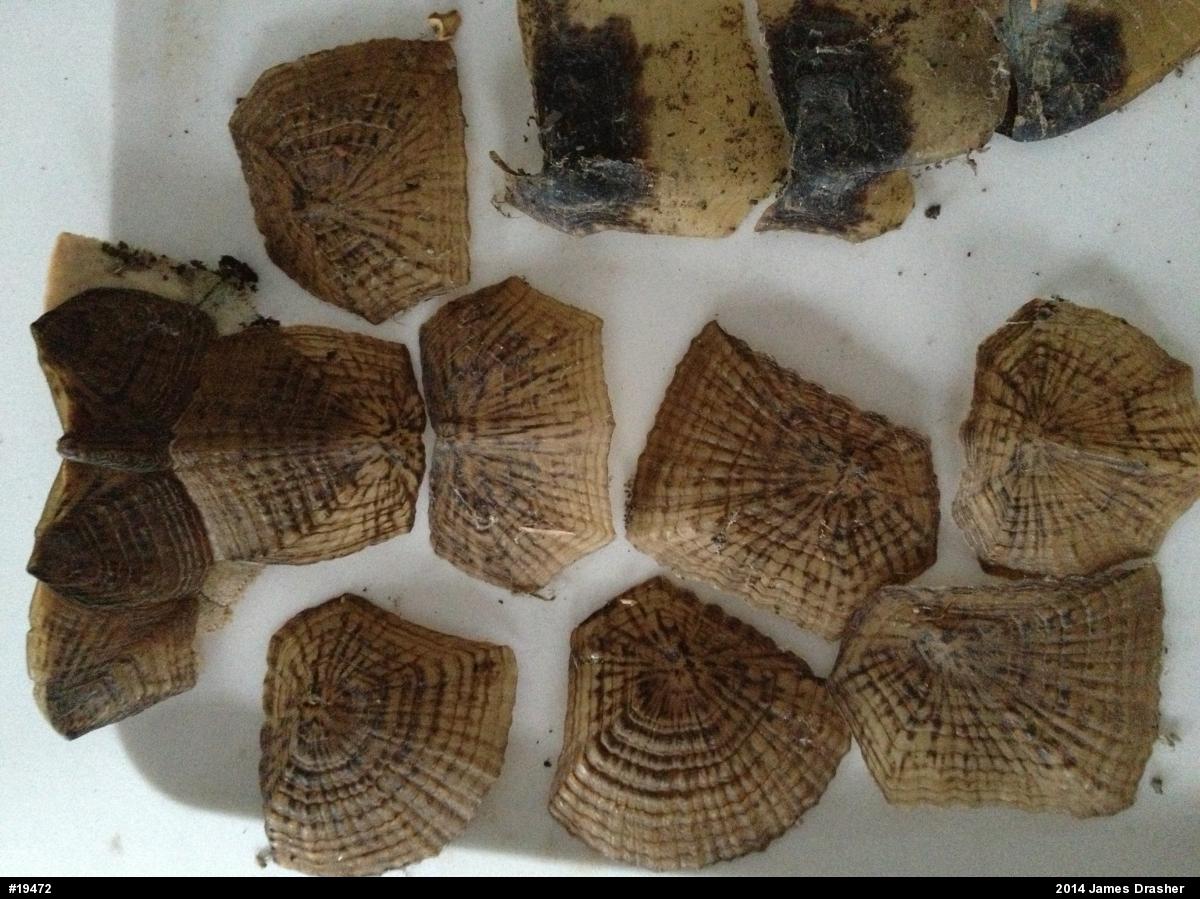 Wood Turtle