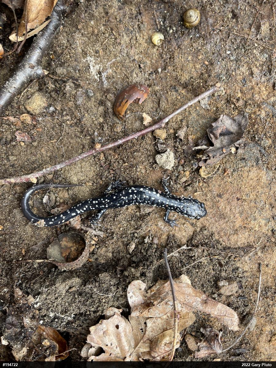 Northern Slimy Salamander