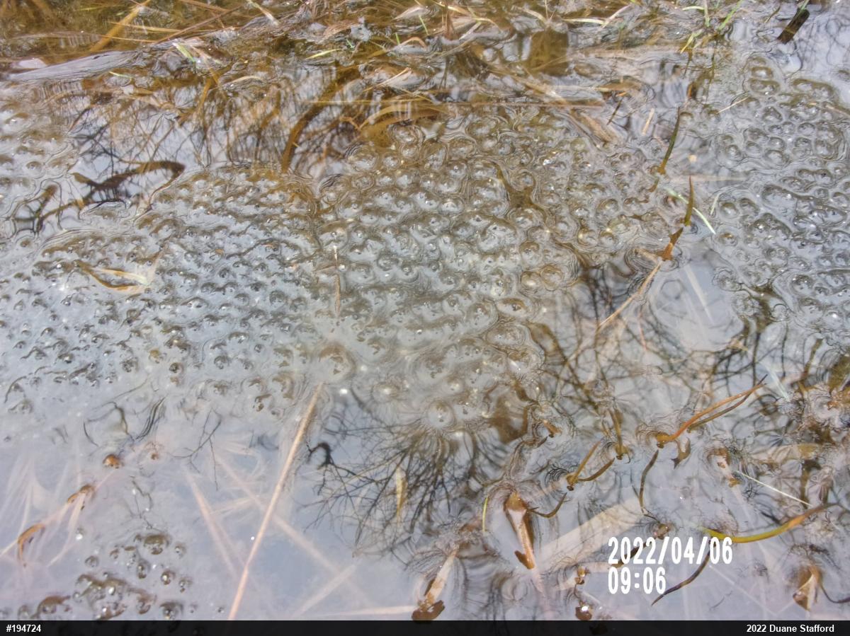 Wood Frog