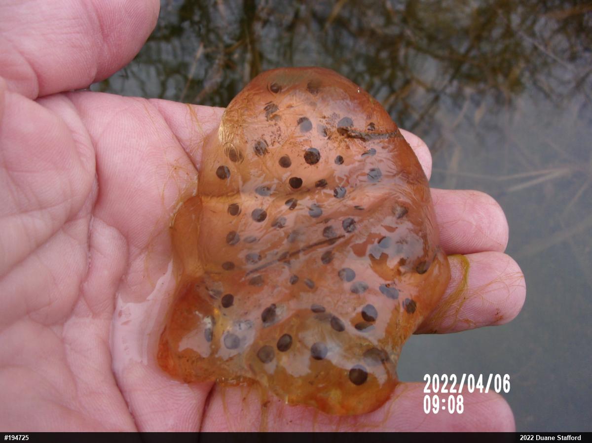 Spotted Salamander