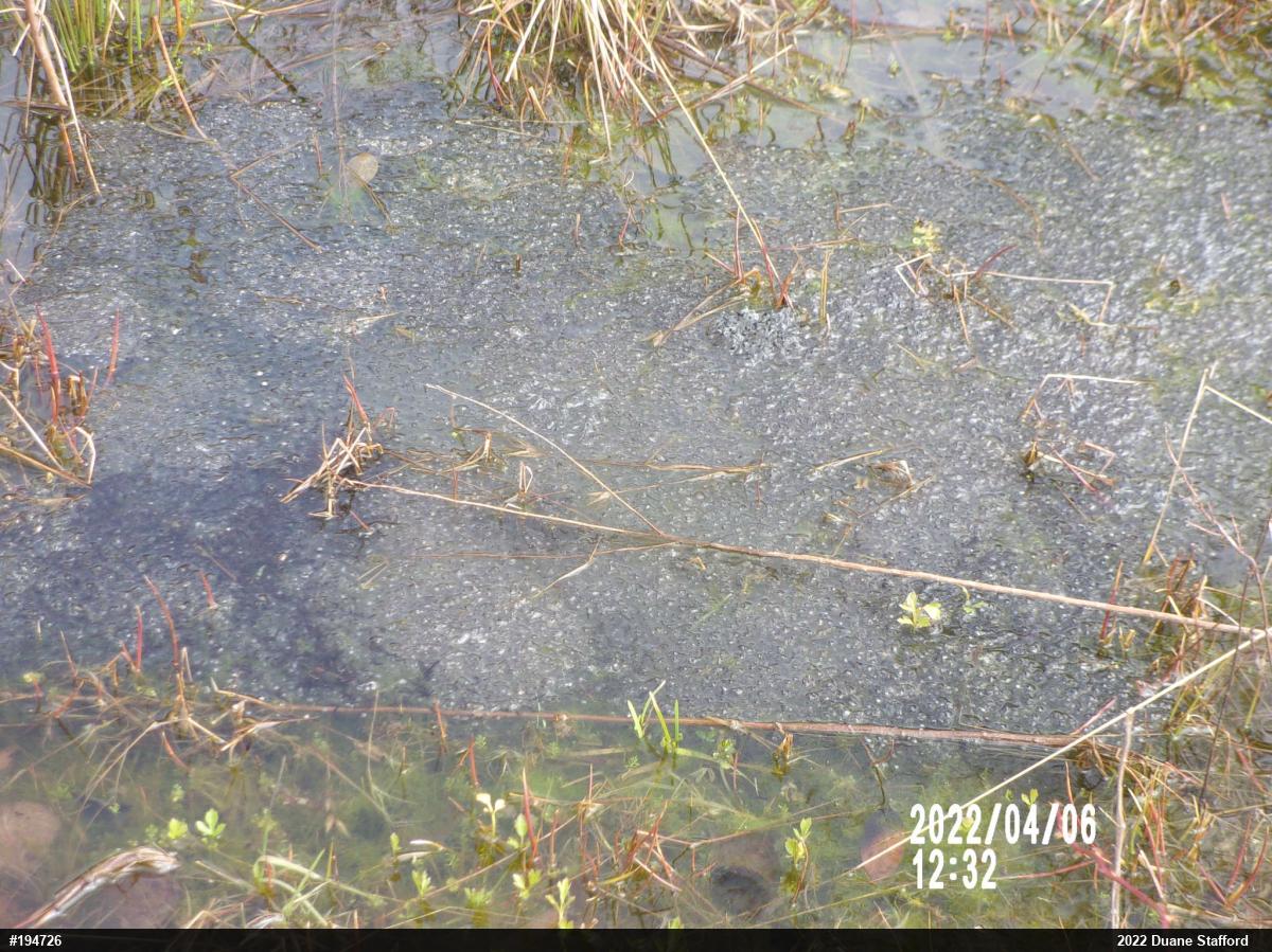 Wood Frog