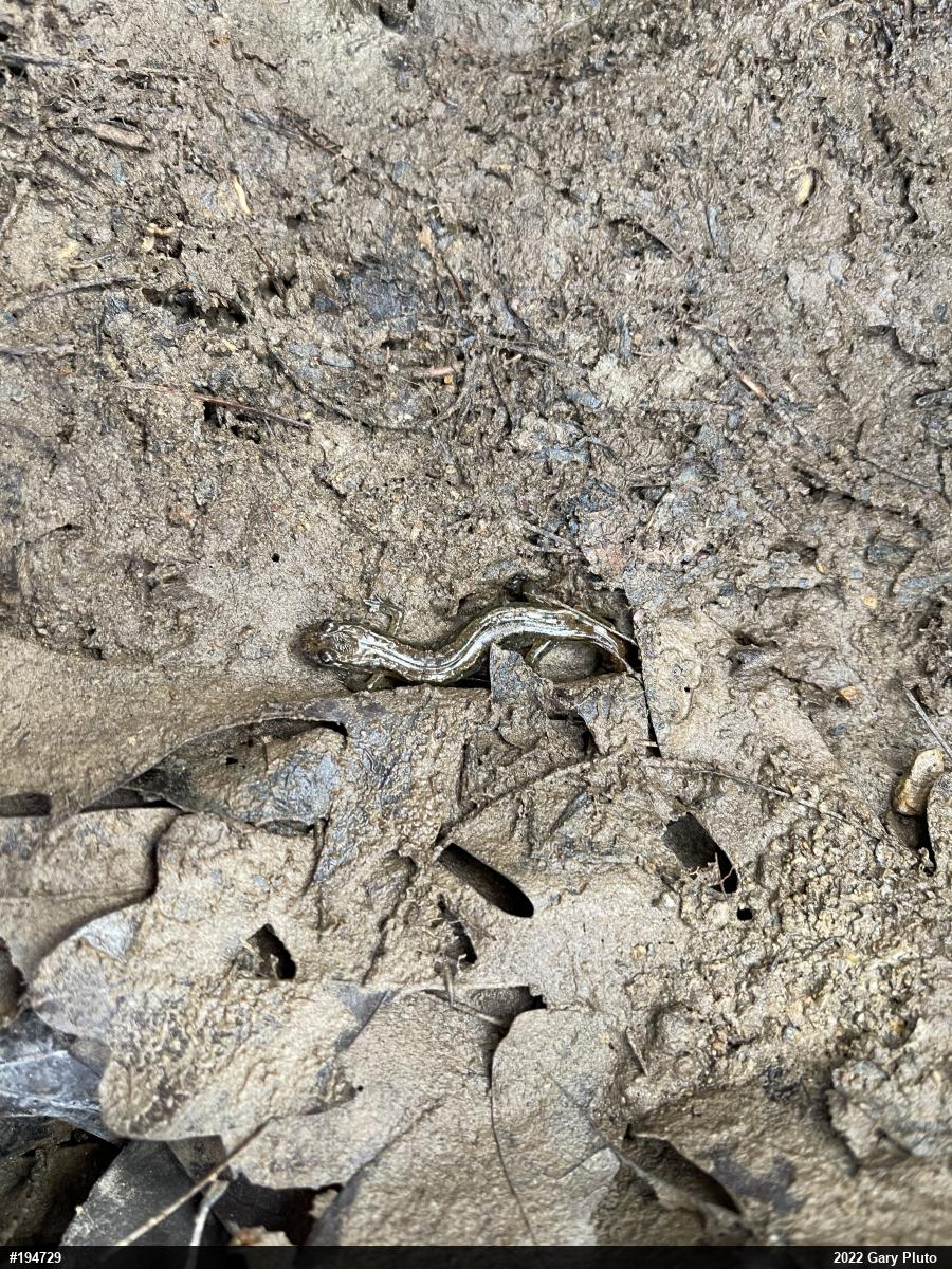 Allegheny Mountain Dusky Salamander
