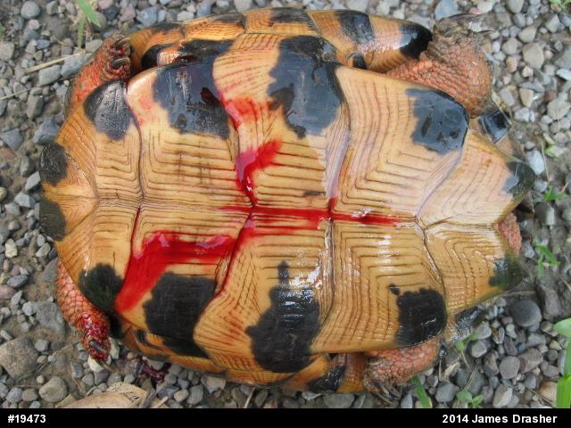 Wood Turtle