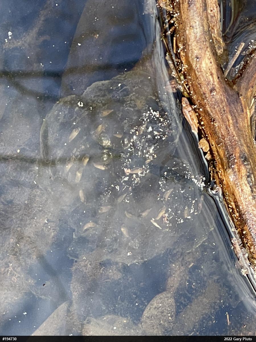 Mole Salamanders