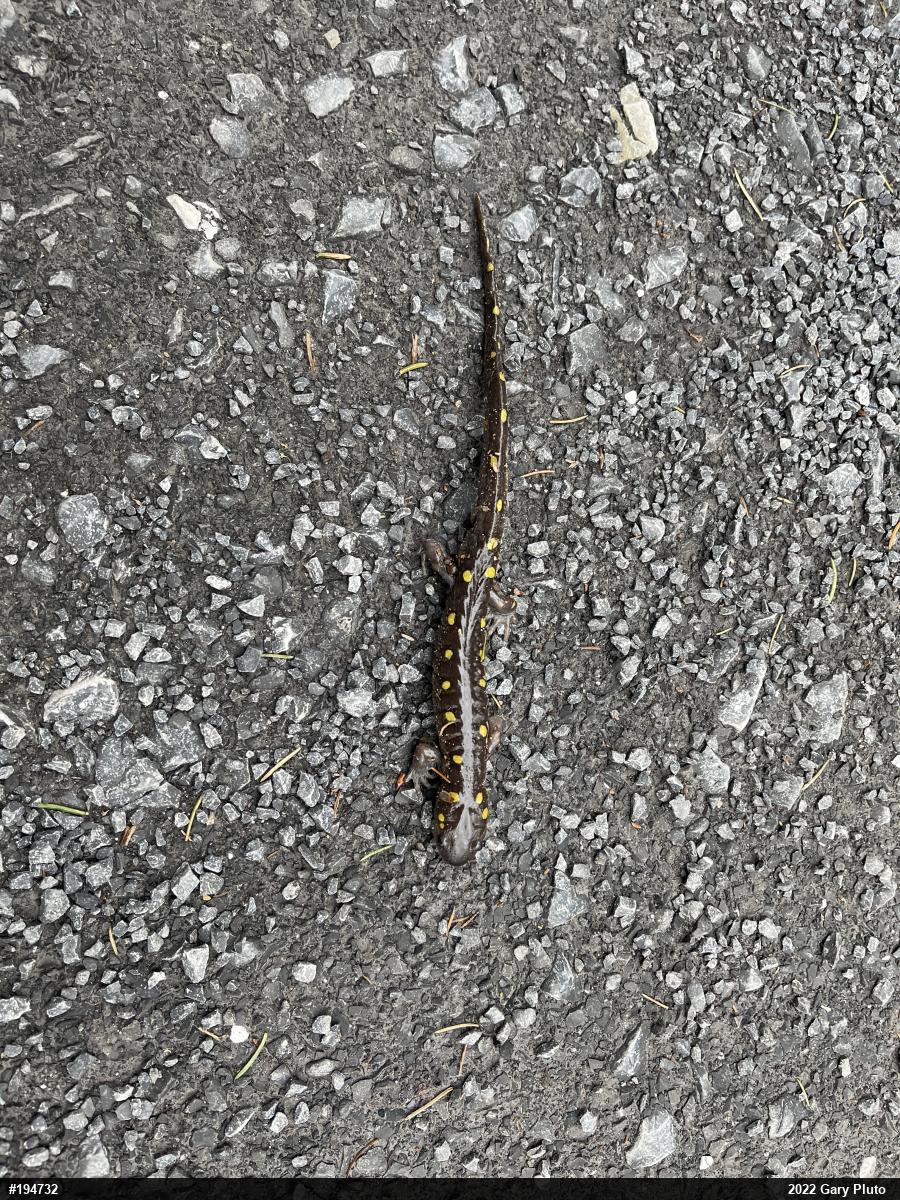 Spotted Salamander