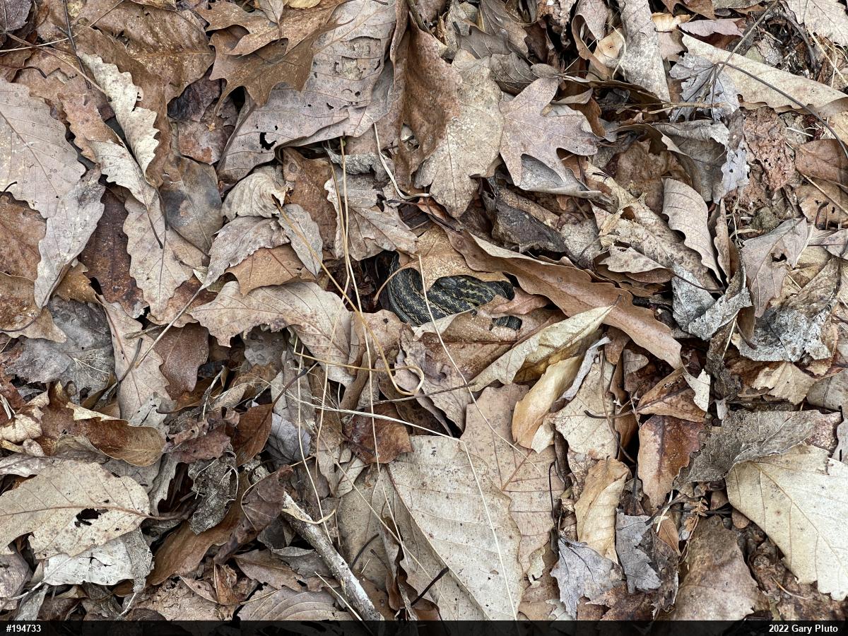 Eastern Gartersnake