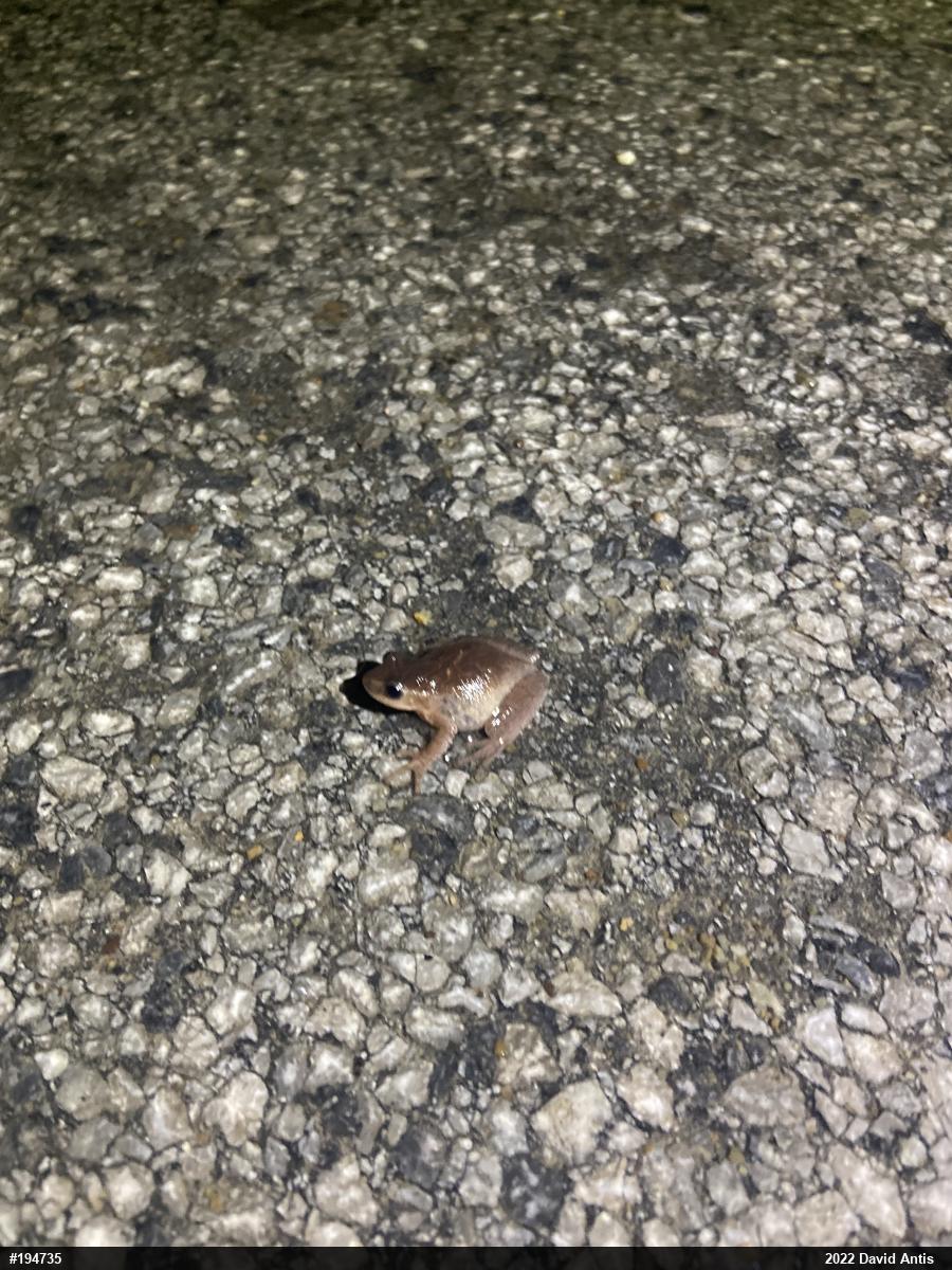 Spring Peeper