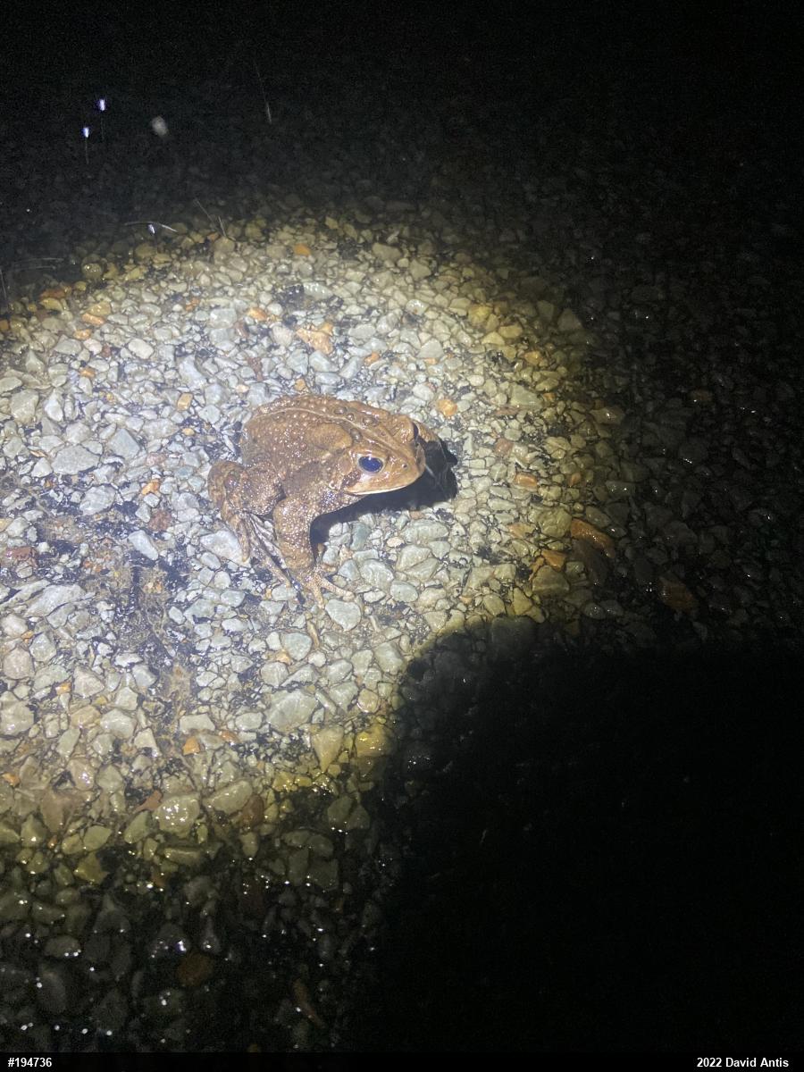 Eastern American Toad