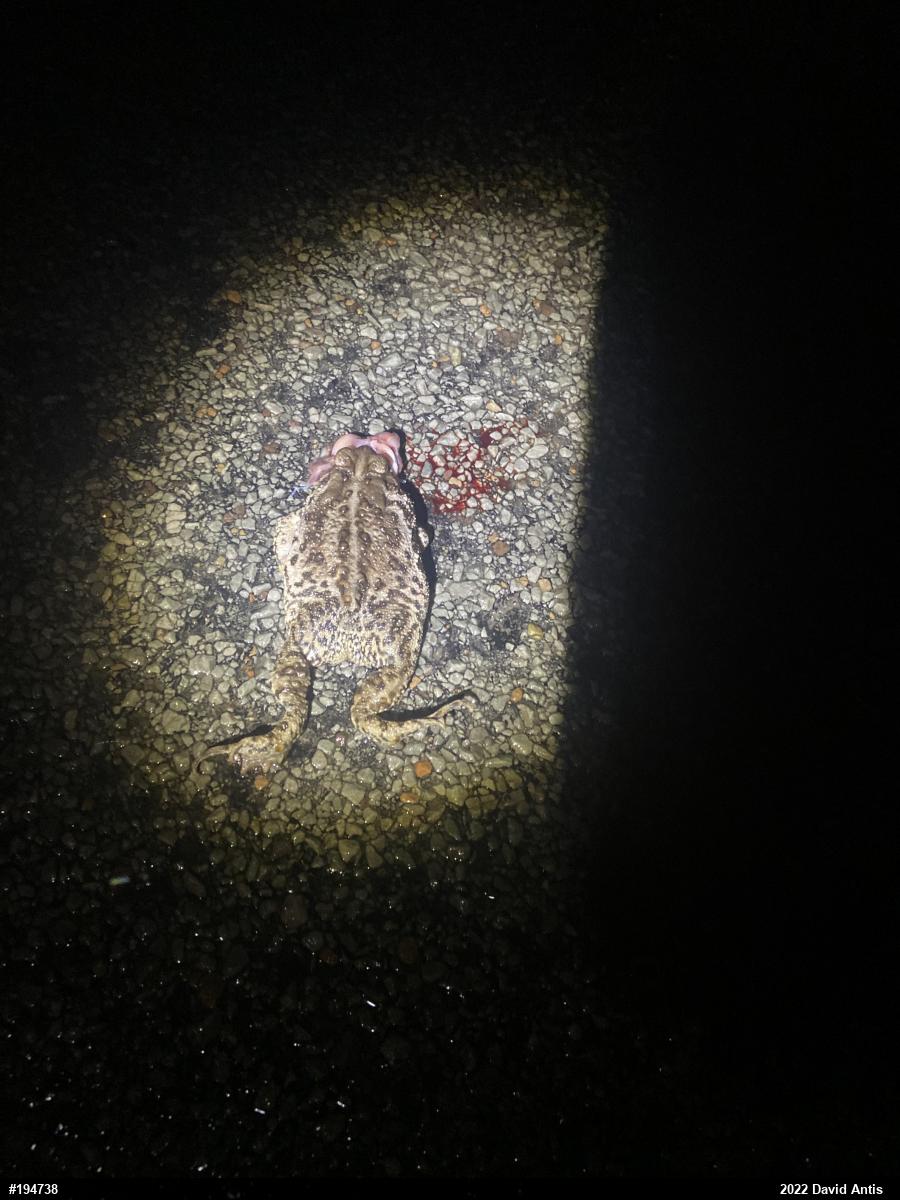 Eastern American Toad