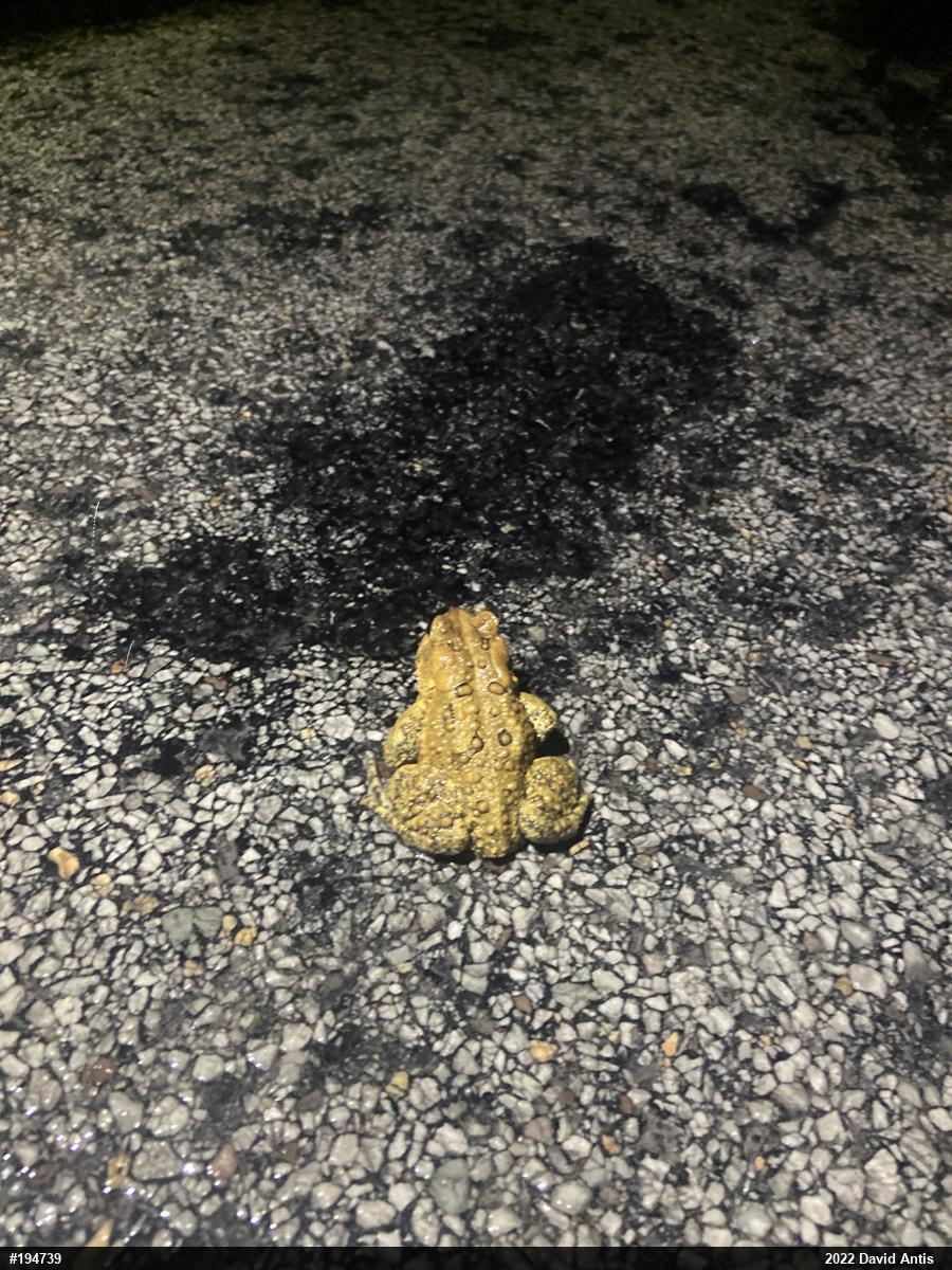 Eastern American Toad