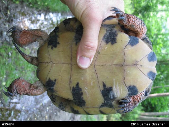 Wood Turtle