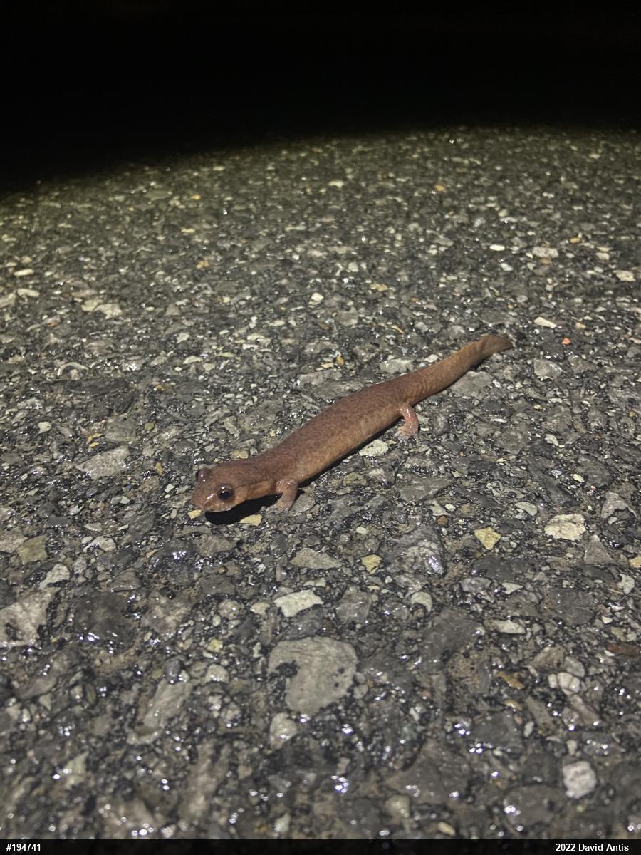 Northern Spring Salamander
