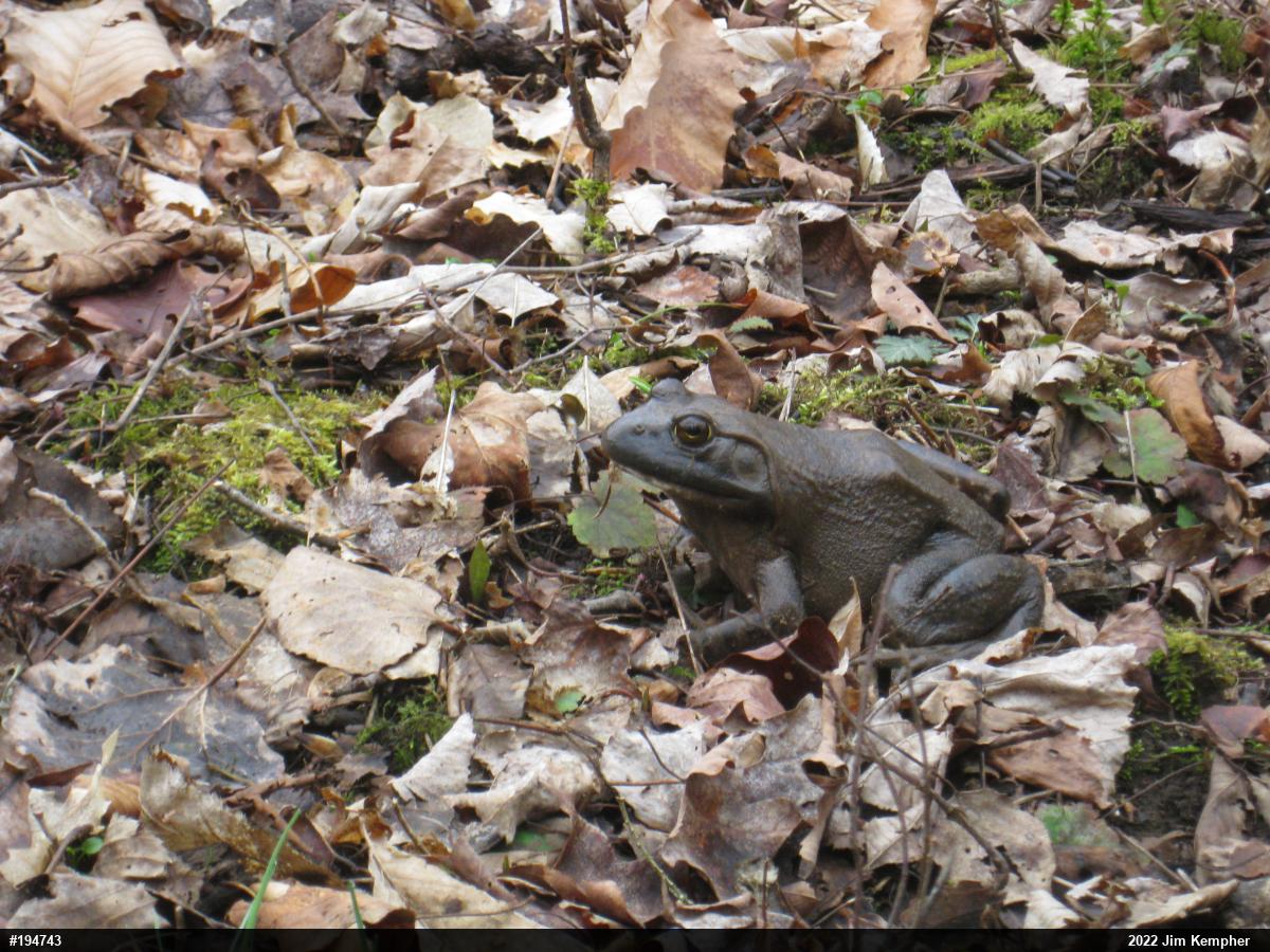 American Bullfrog
