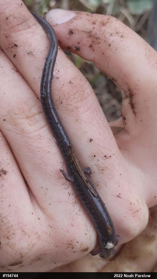 Eastern Red-backed  Salamander