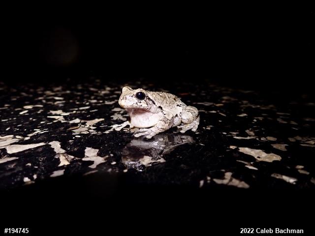 Unknown Gray Treefrog