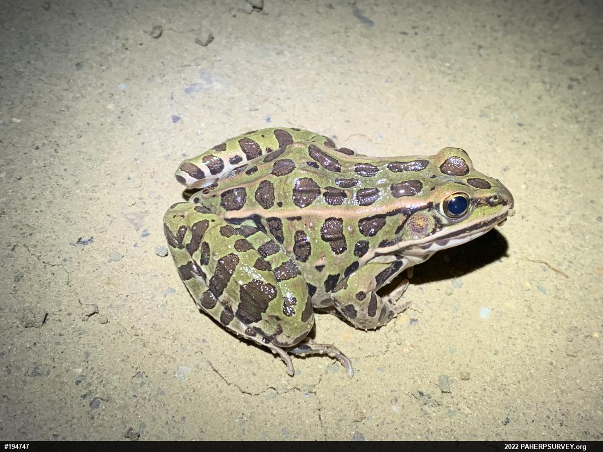 Northern Leopard Frog