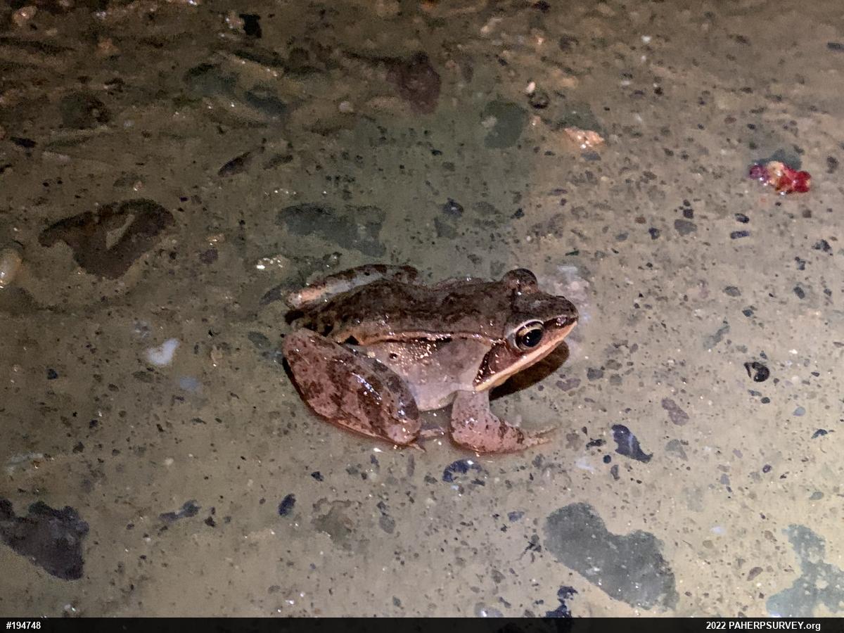 Wood Frog