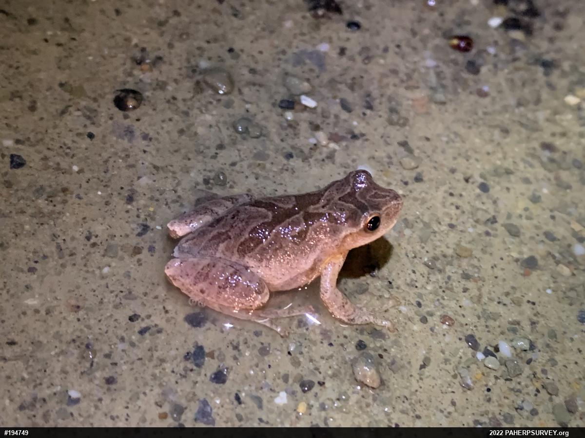 Spring Peeper