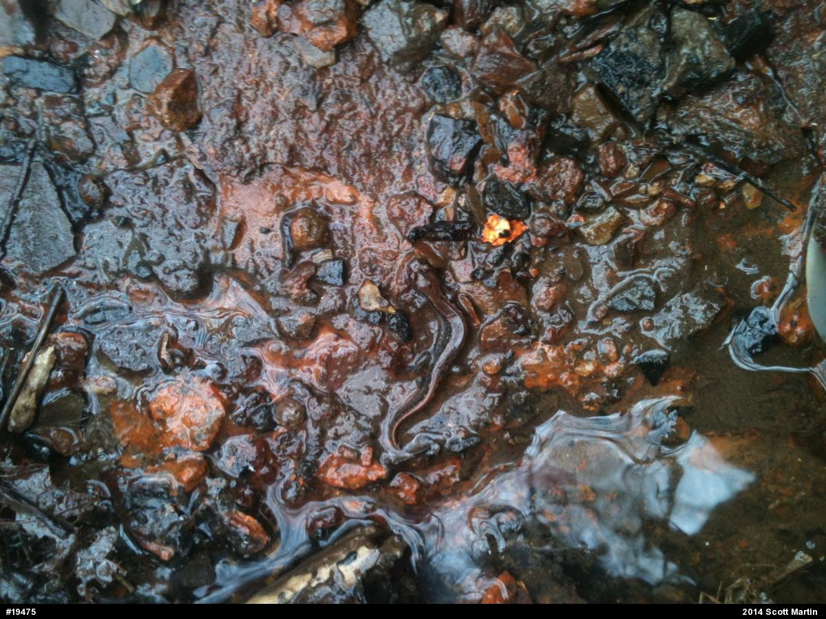 Northern Dusky Salamander