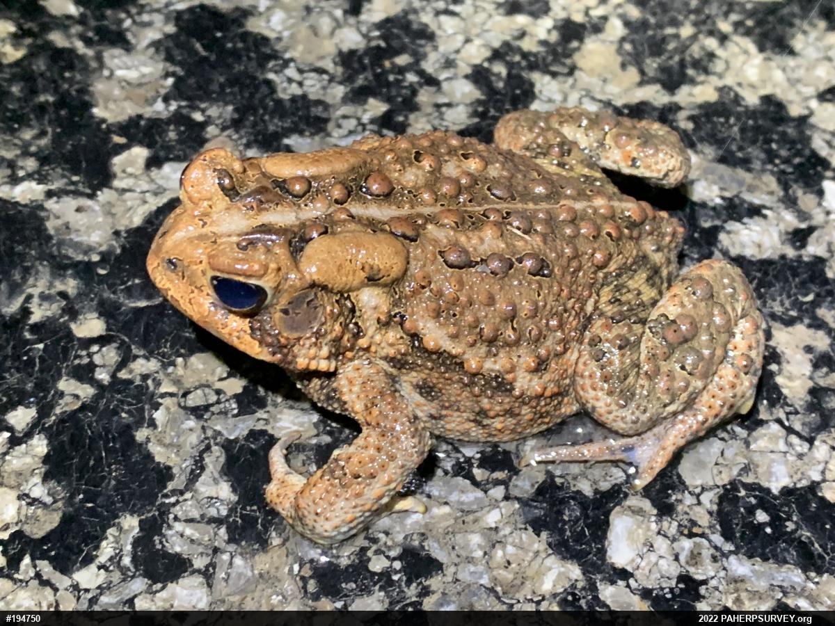 Eastern American Toad